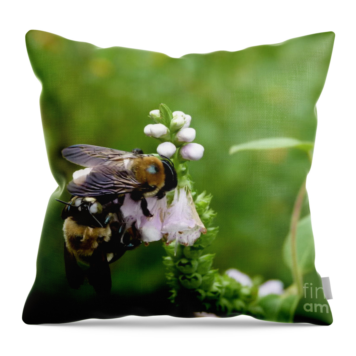 Bees Throw Pillow featuring the photograph Two bees on flower by Jane Ford