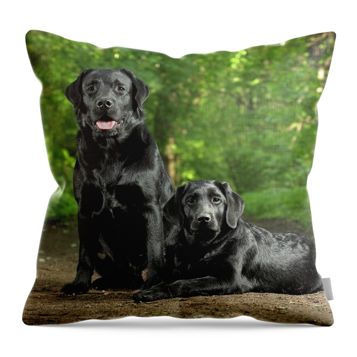 Pets Throw Pillow featuring the photograph Two Black Labradors by Sergey Ryumin