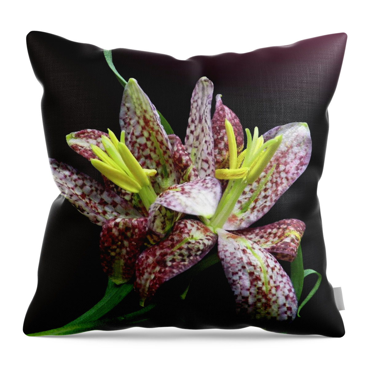 Black Background Throw Pillow featuring the photograph Two Checkered Daffodils by Gitpix