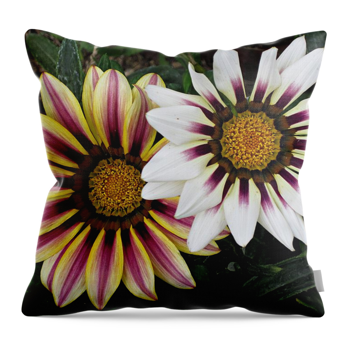 African Daisies Throw Pillow featuring the photograph Two Gazanias by MTBobbins Photography