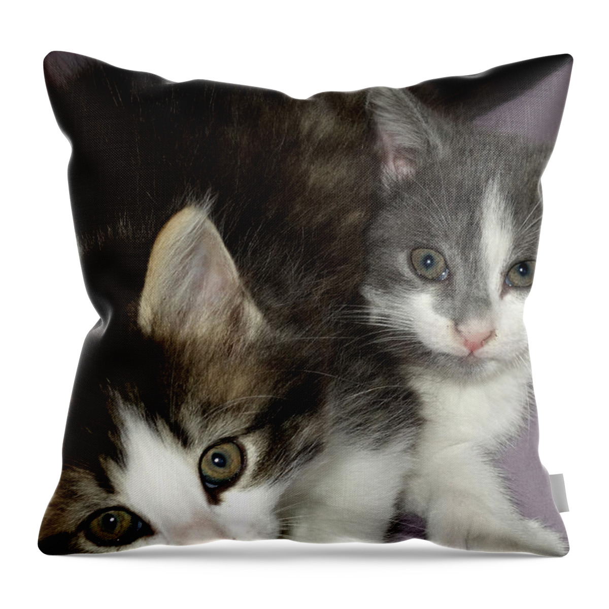 Kittens Throw Pillow featuring the photograph Two kittens by Diane Lent