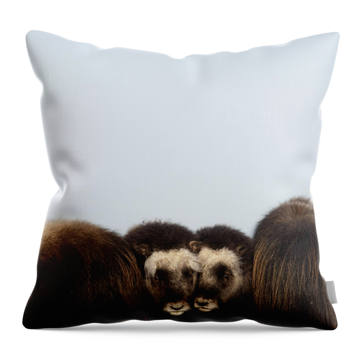 Frozen Throw Pillow featuring the photograph Two Muskox Calves Protected In The by Milo Burcham