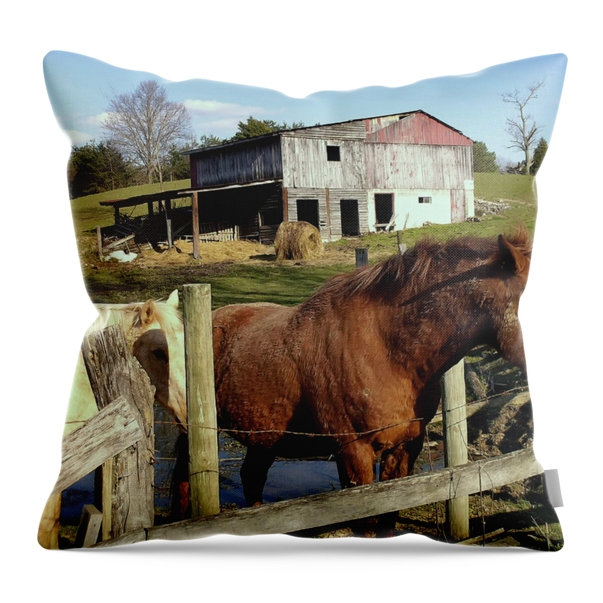 Horse Throw Pillow featuring the photograph Two Quarter horses in a barnyard by Flees Photos