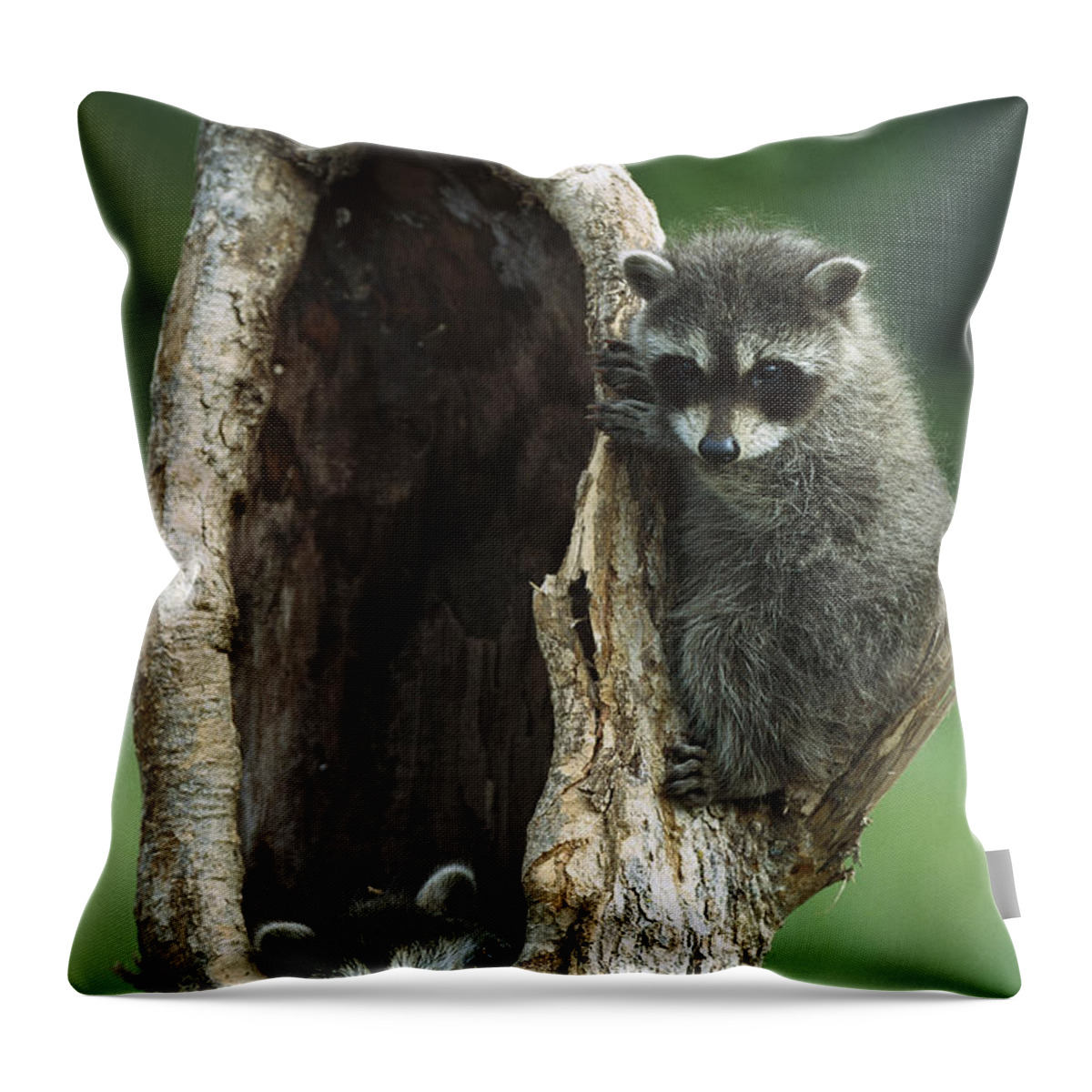 Feb0514 Throw Pillow featuring the photograph Two Raccoon Babies Playing In Tree by Konrad Wothe