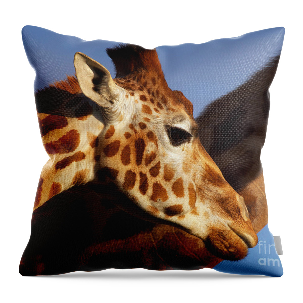 Rotschild Throw Pillow featuring the photograph Two Rothschild Giraffes by Nick Biemans