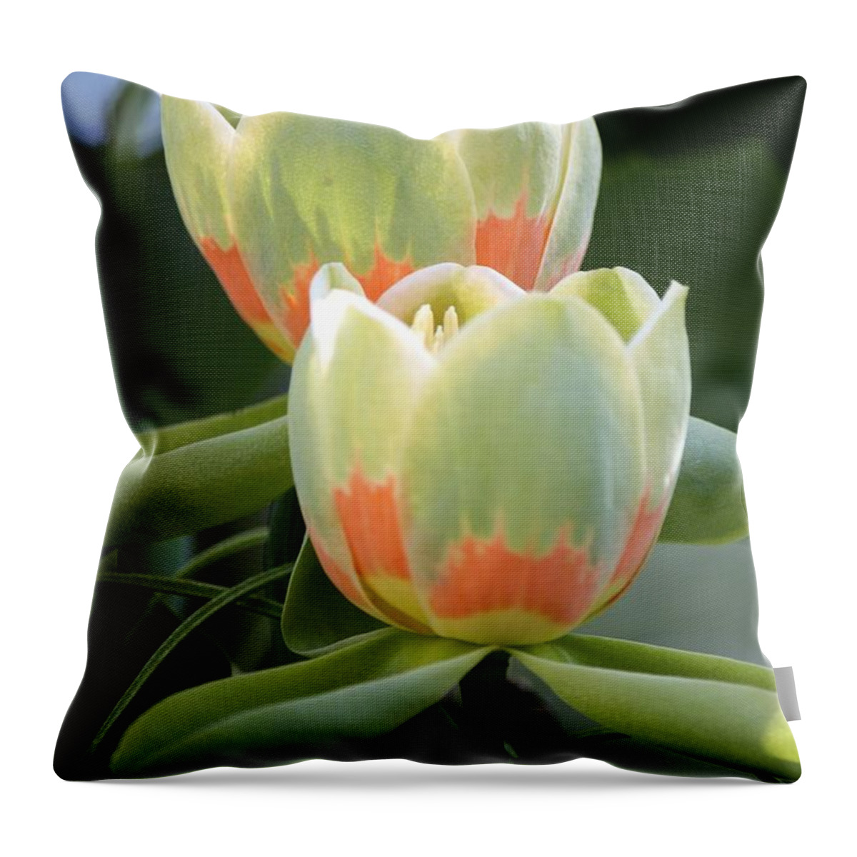 Tulip Tree Throw Pillow featuring the photograph Two tulips by Jim Gillen