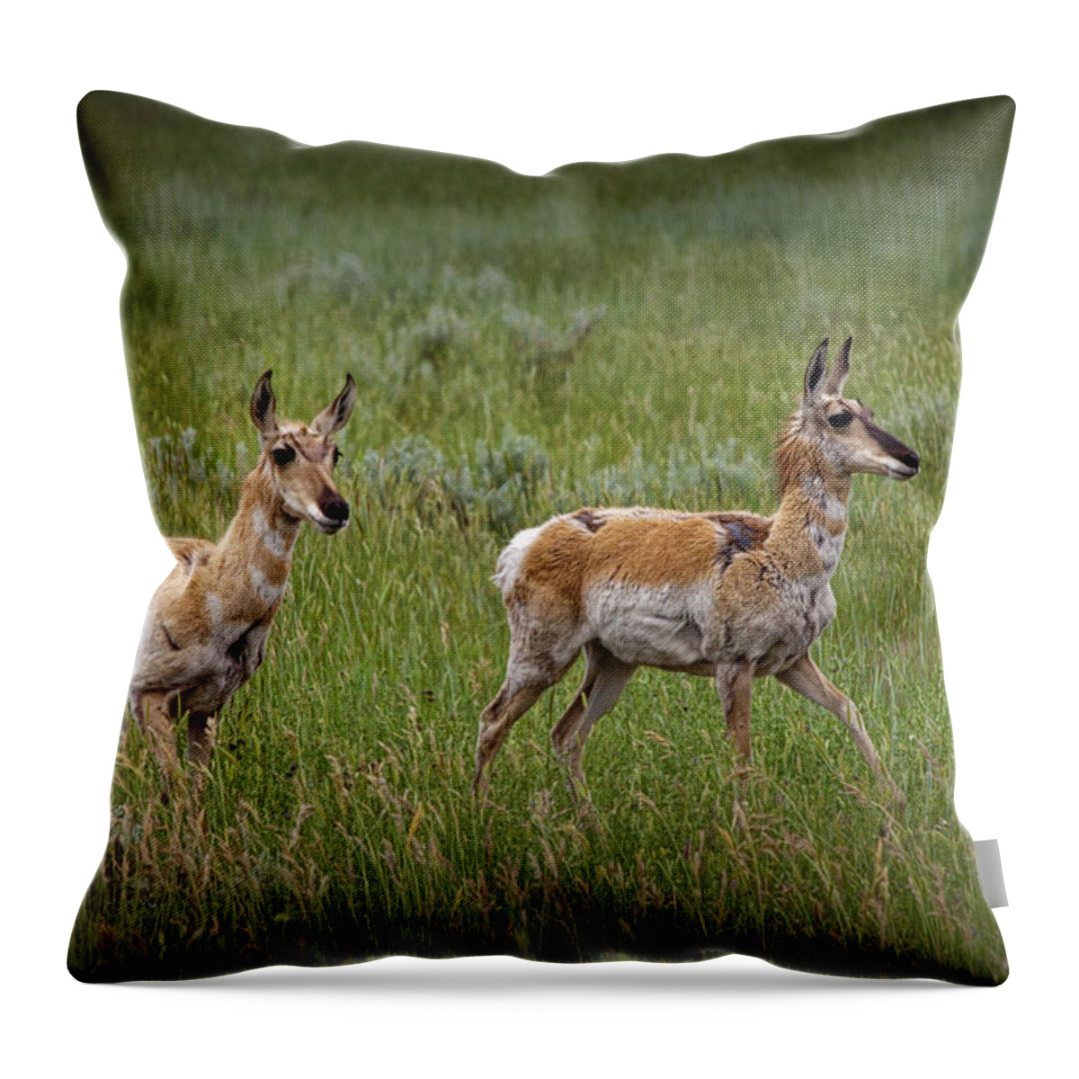 Antelope Throw Pillow featuring the photograph Two Young Pronghorn Antelopes No. 1129 by Randall Nyhof