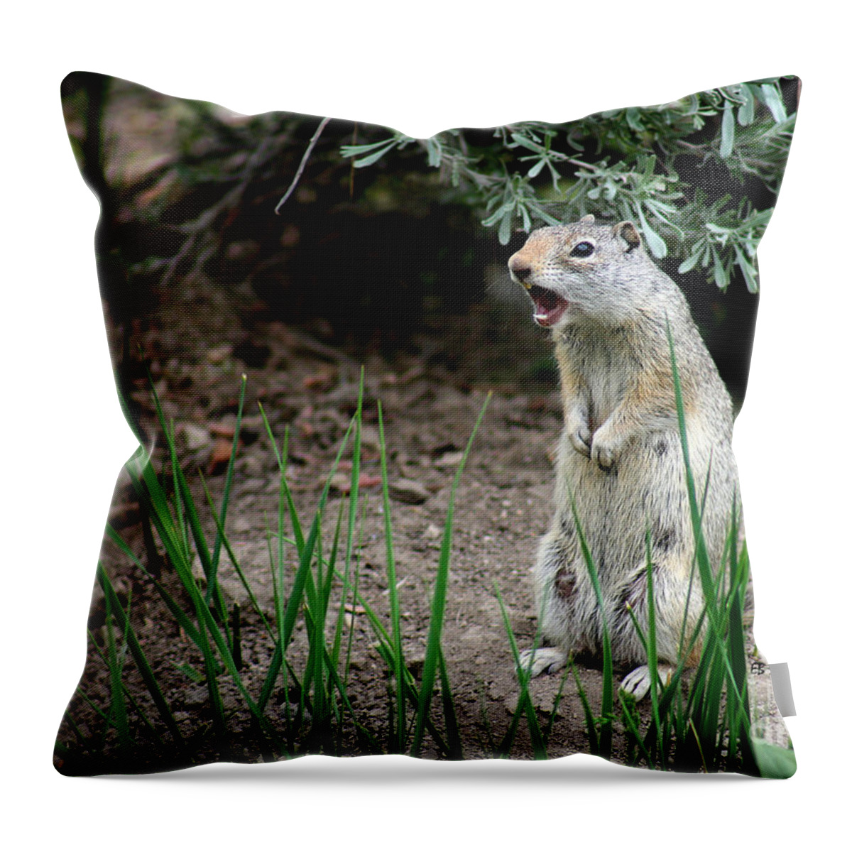 Uinta Ground Squirrel Throw Pillow featuring the photograph Uinta Ground Squirrel by E B Schmidt