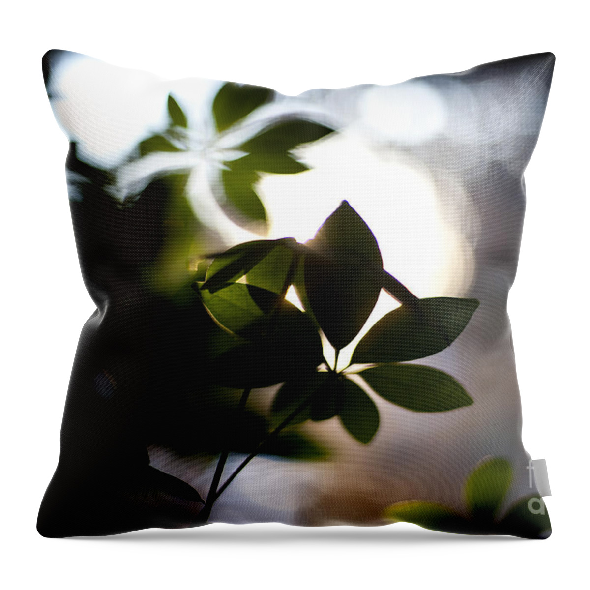 Morning Throw Pillow featuring the photograph Umbrella Plant Summer Morning by Steven Dunn