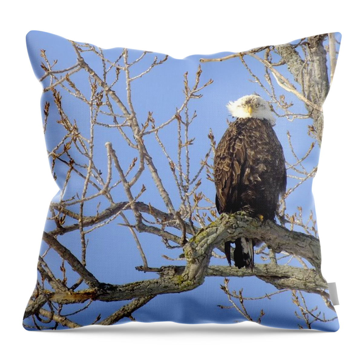 Nature Throw Pillow featuring the photograph Under the Eagle's Eye by Peggy King