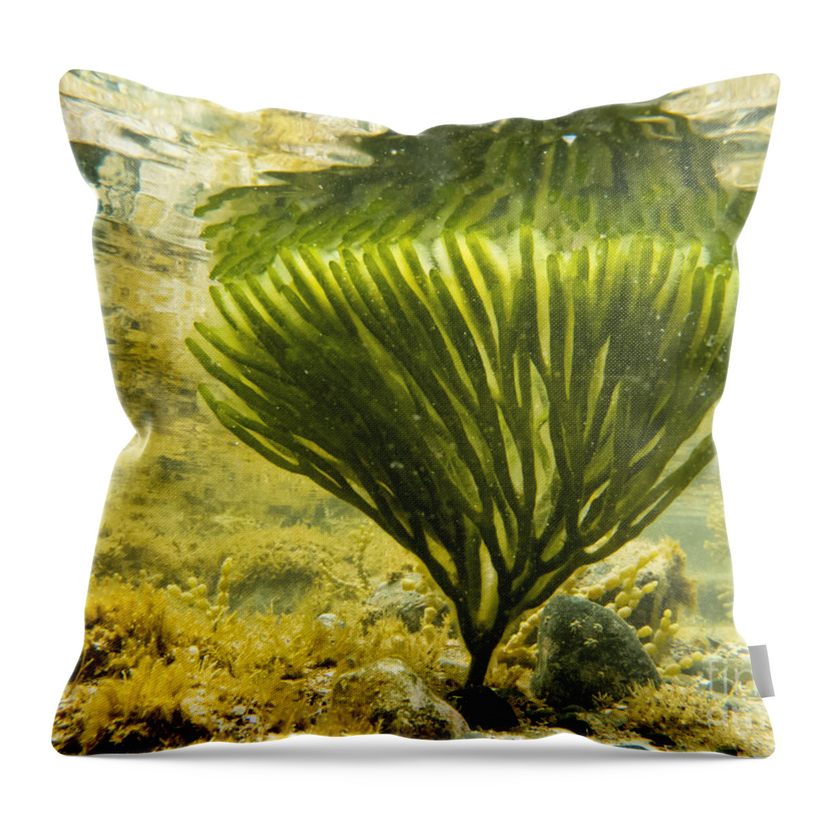 Algae Throw Pillow featuring the photograph Underwater shot of seaweed plant surface reflected by Stephan Pietzko