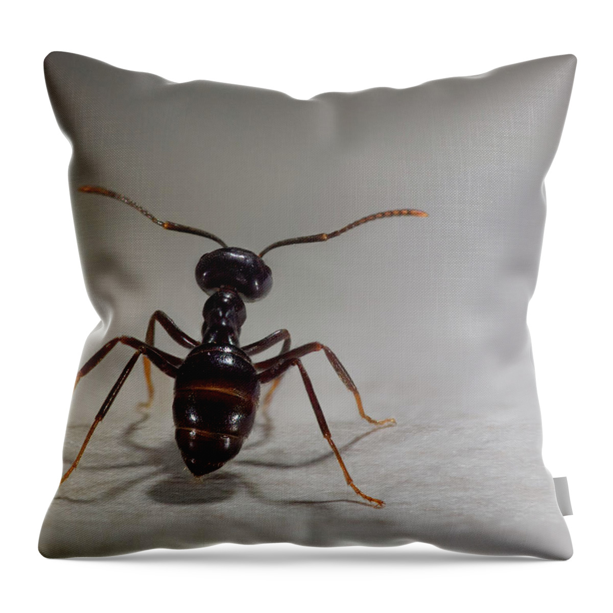 Shadow Throw Pillow featuring the photograph Unfriendly by By Mediotuerto