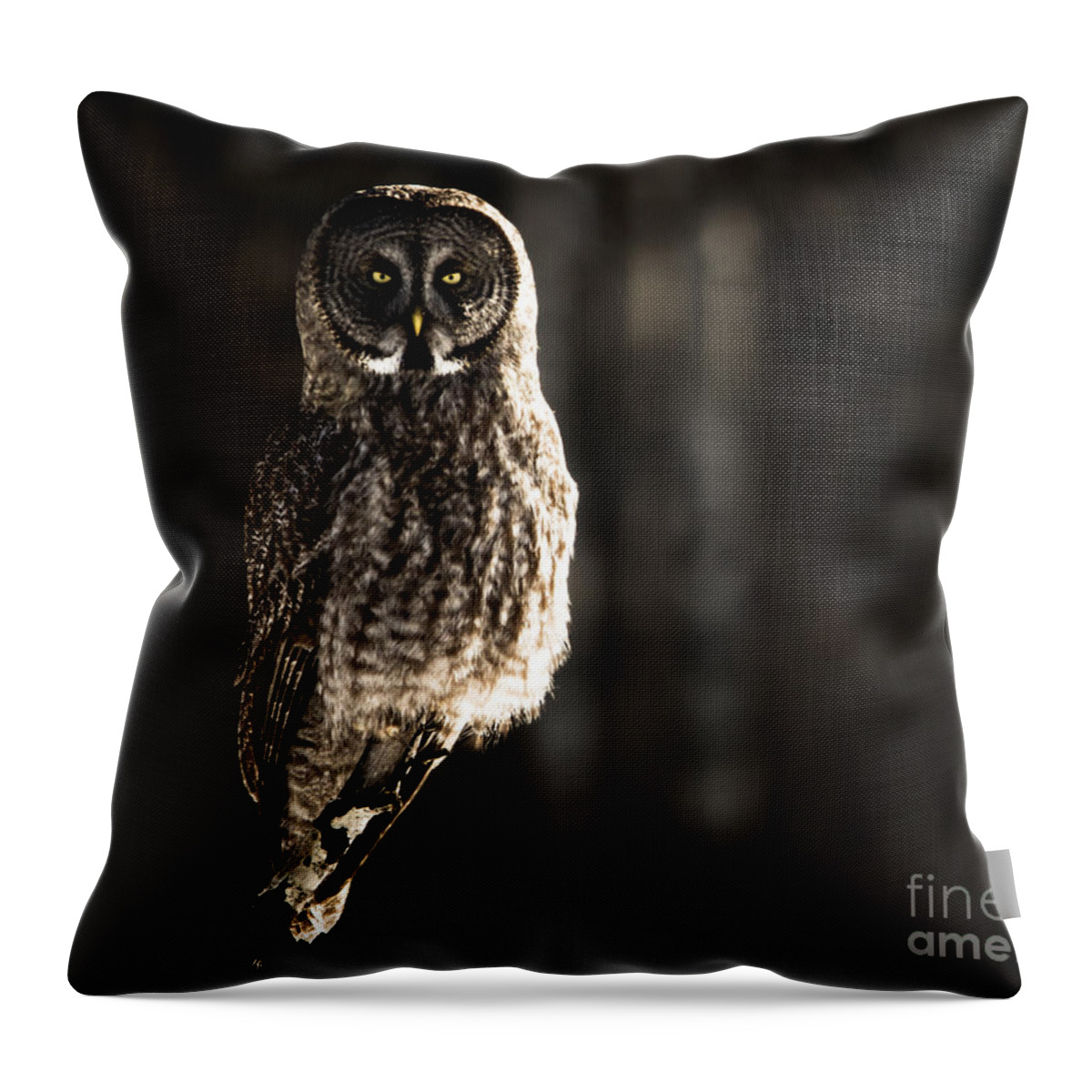 Owl Throw Pillow featuring the photograph Unshaken by Lori Dobbs