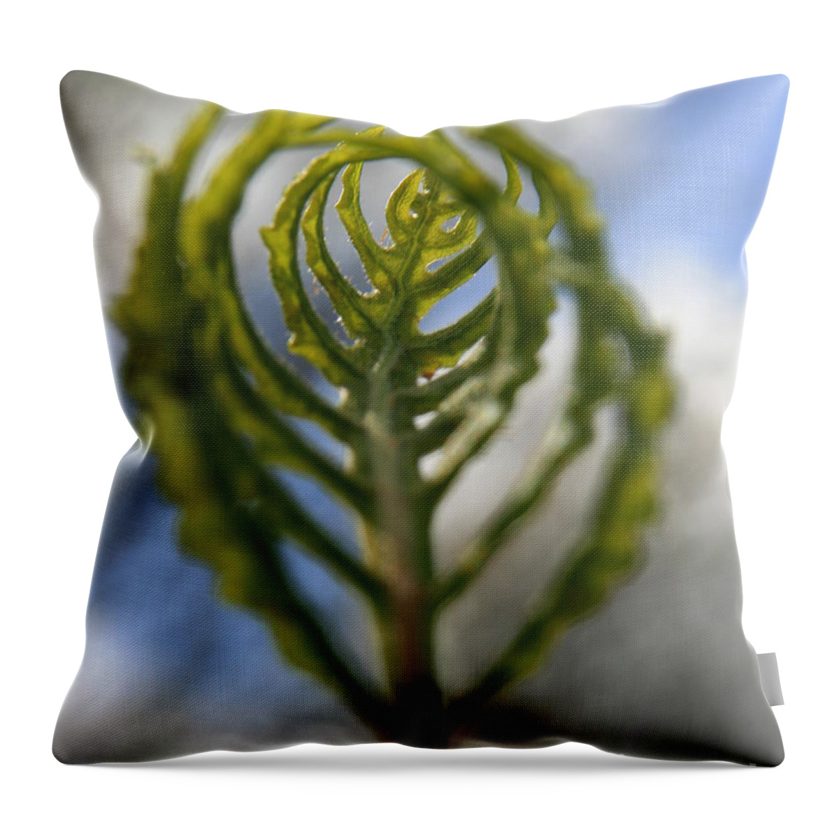 Fern Throw Pillow featuring the photograph Unwrapped by Neal Eslinger