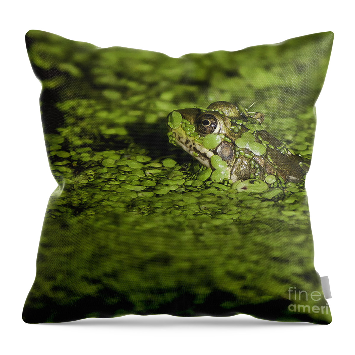 Frog Throw Pillow featuring the photograph Up to my Neck by Jan Killian