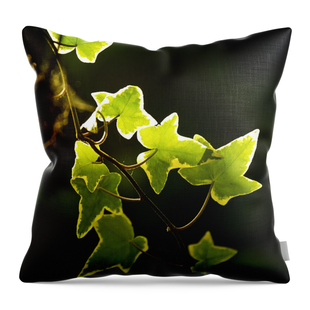 Variegated Throw Pillow featuring the photograph Variegated Vine by Richard J Thompson 