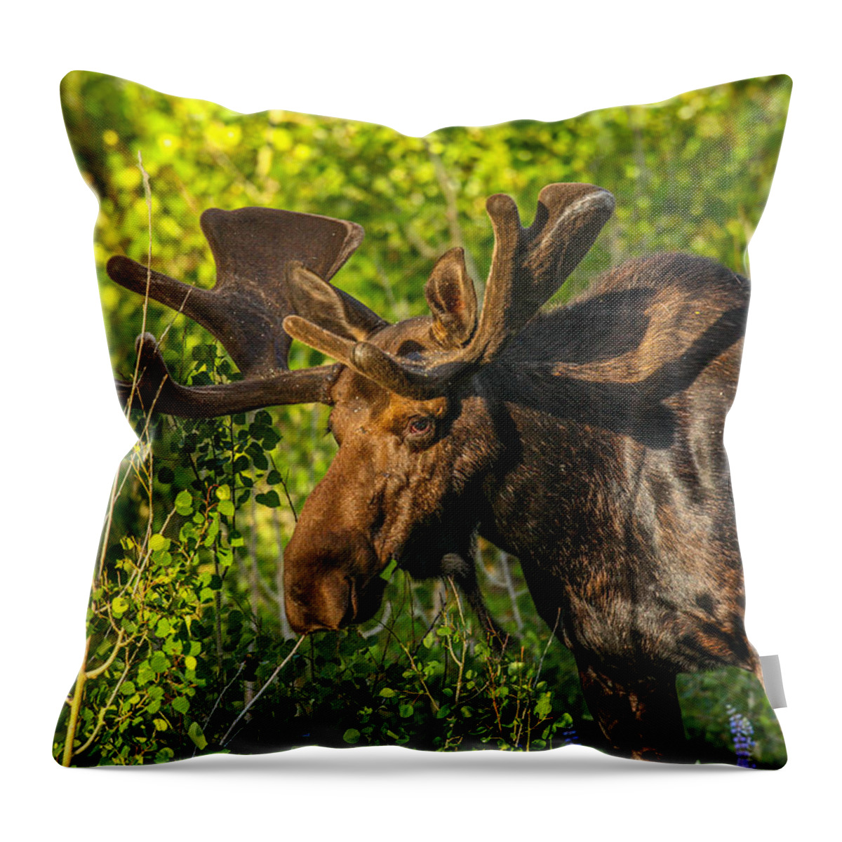 Moose Throw Pillow featuring the photograph Velvet Stroll by Kevin Dietrich