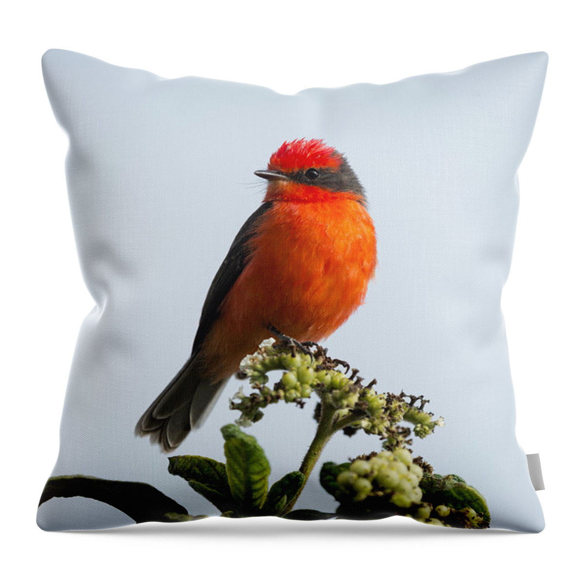 534177 Throw Pillow featuring the photograph Vermilion Flycatcher Galapagos by Tui De Roy