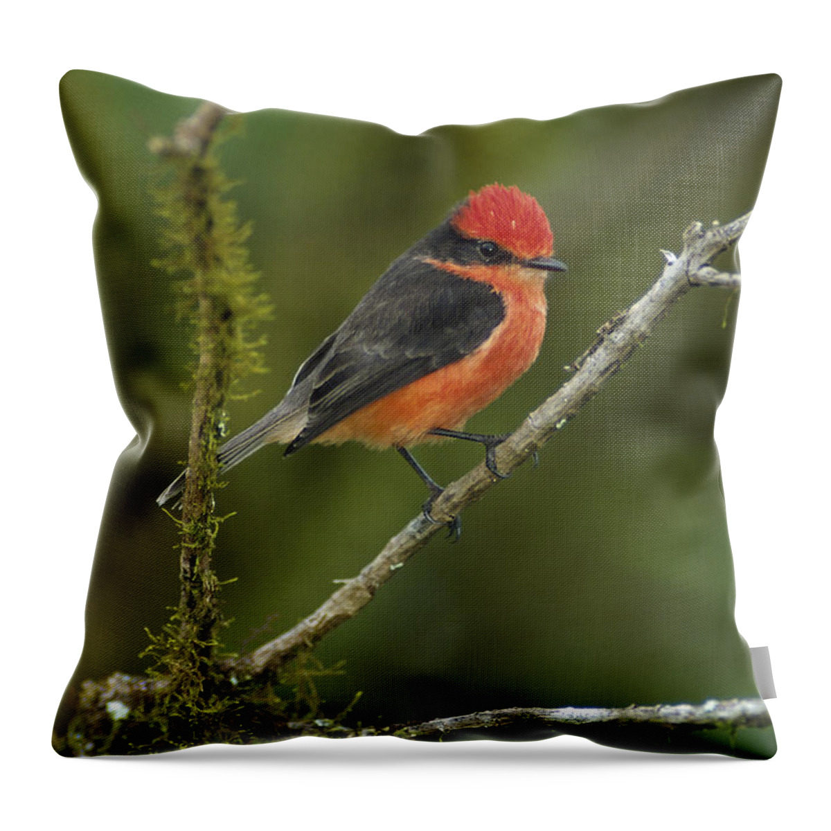 Feb0514 Throw Pillow featuring the photograph Vermilion Flycatcher Male In Scalesia by Tui De Roy