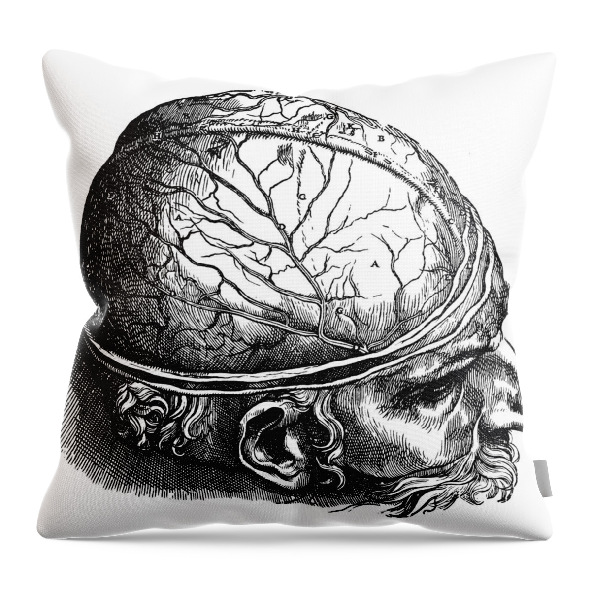 1543 Throw Pillow featuring the photograph Vesalius: Brain by Granger