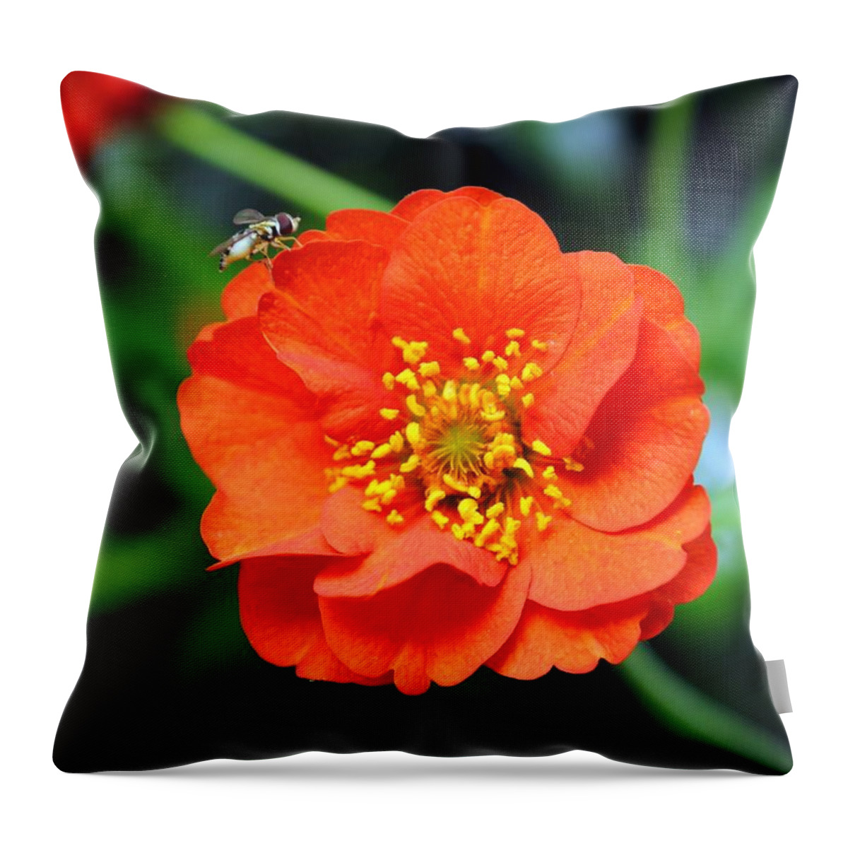 Flower Throw Pillow featuring the photograph Vibrant Pop of Orange by Kelly Nowak