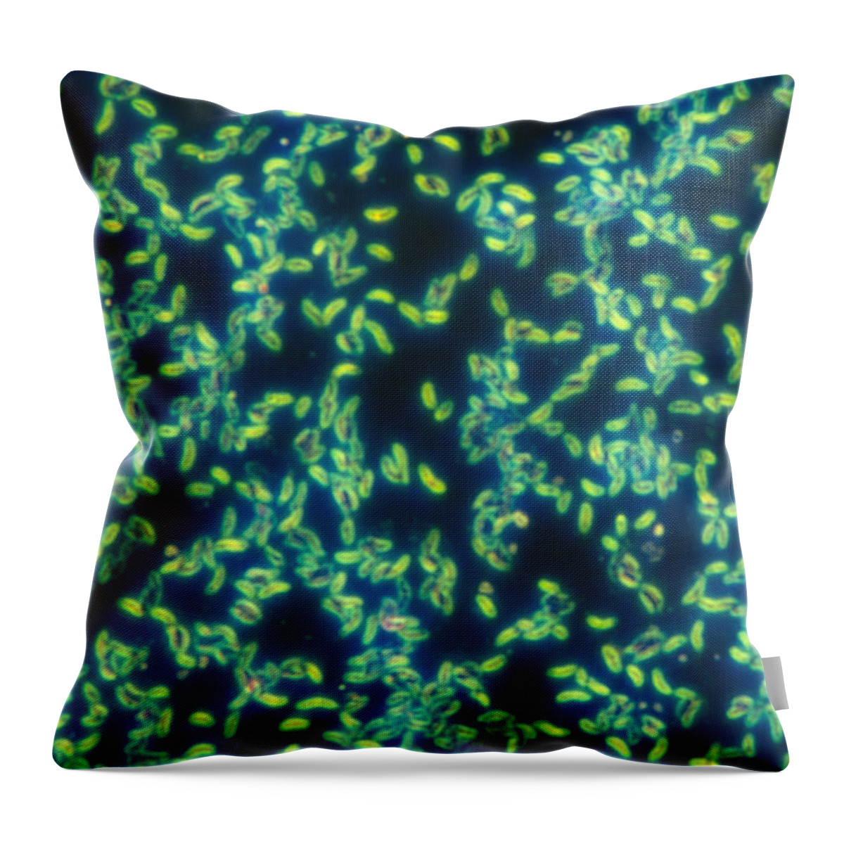 Bacteria Throw Pillow featuring the photograph Vibrio Cholerae, Lm by Michael Abbey