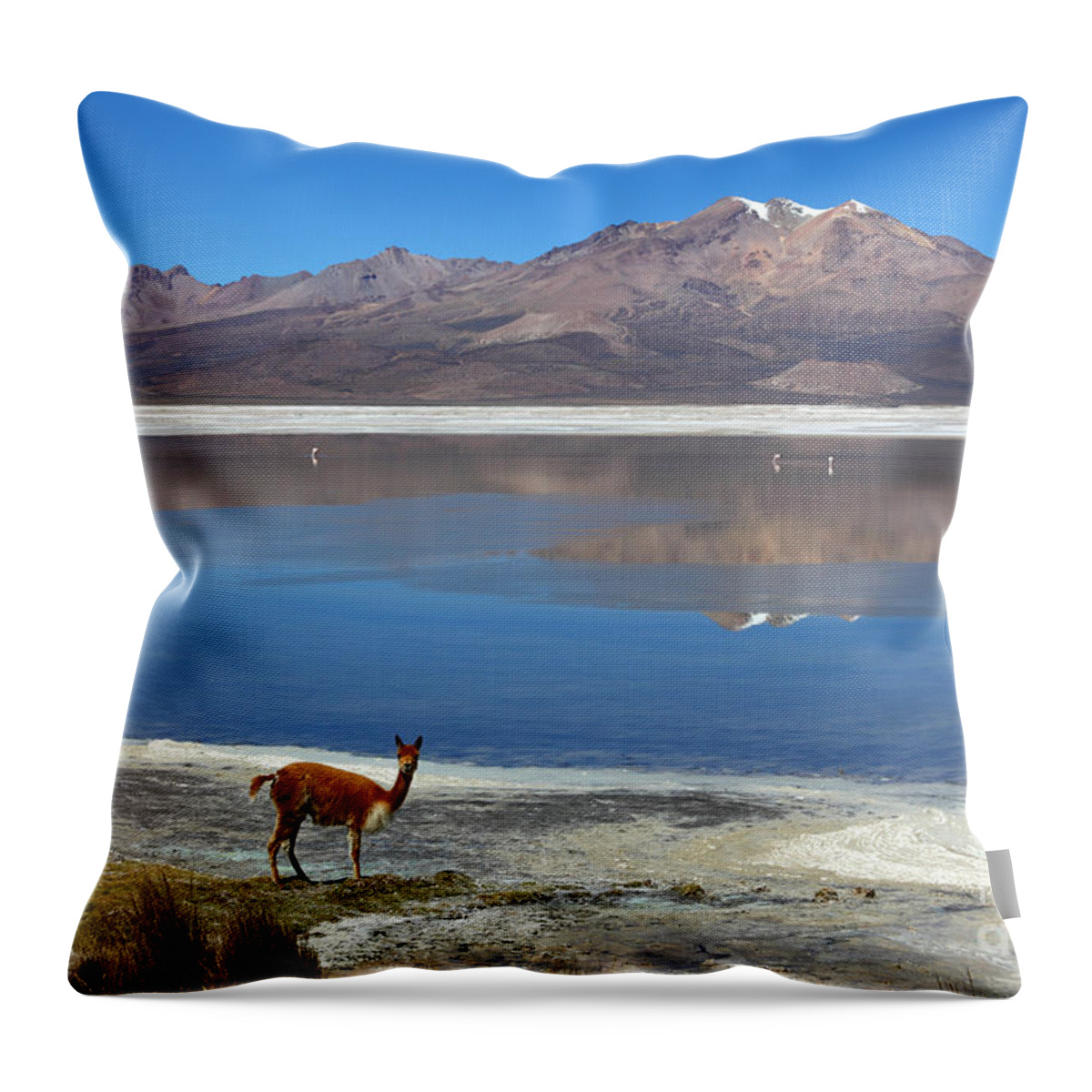 Chile Throw Pillow featuring the photograph Vicuna at Salar de Surire by James Brunker