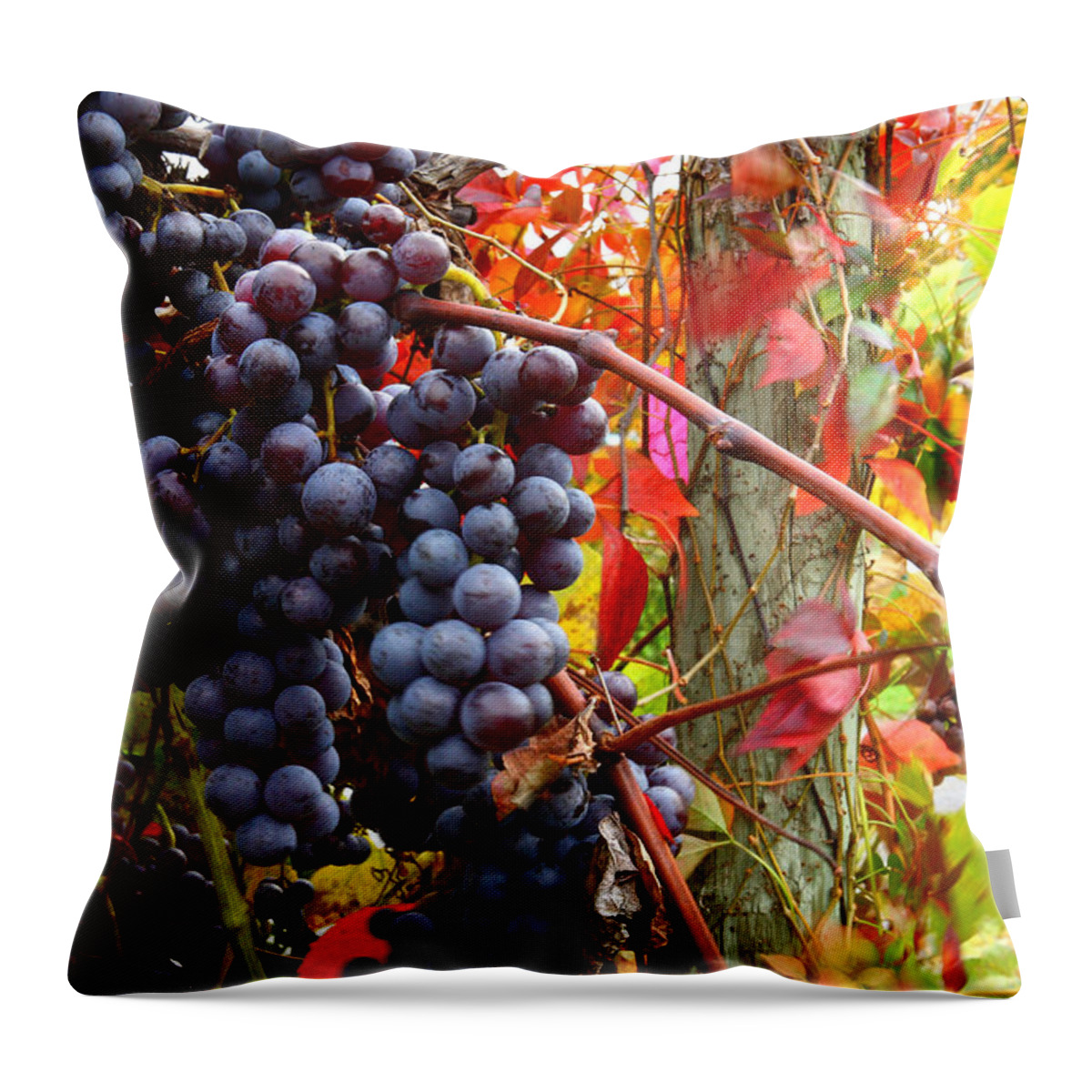 Grapes Throw Pillow featuring the photograph Vines Of October by Roger Bailey