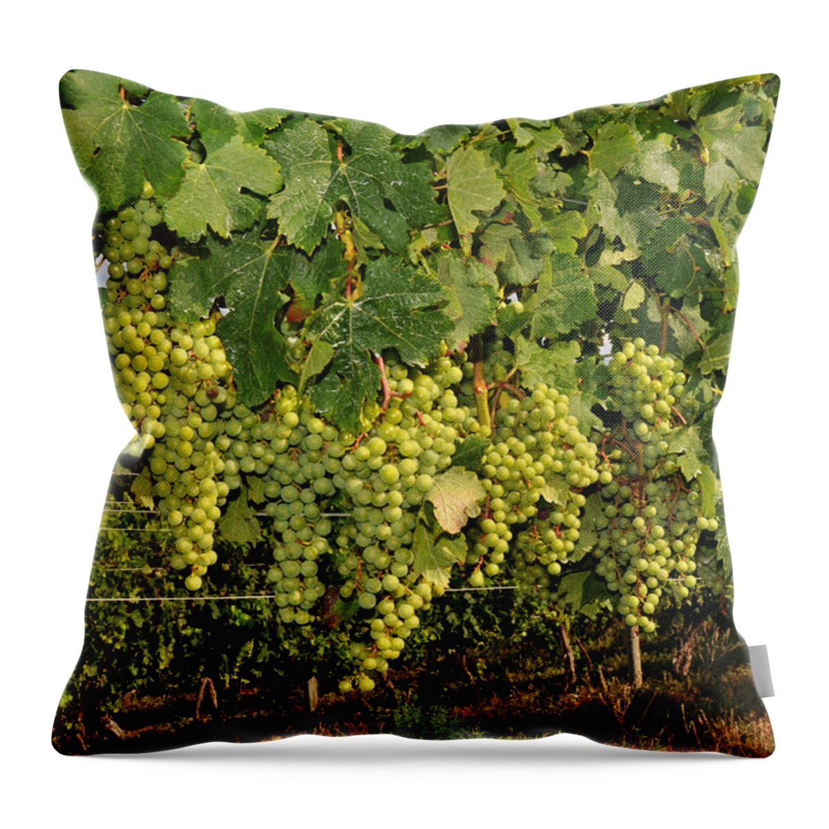 Grapes Throw Pillow featuring the photograph Green Grapes in Traverse City Michigan by Diane Lent