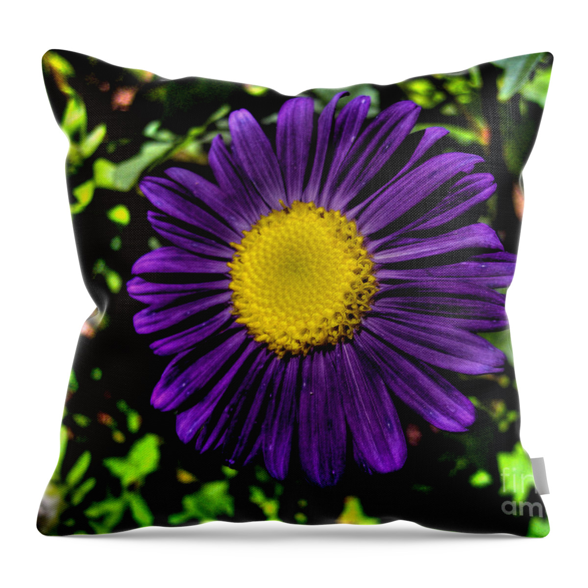 Aster Throw Pillow featuring the photograph Violet Aster by Nina Ficur Feenan