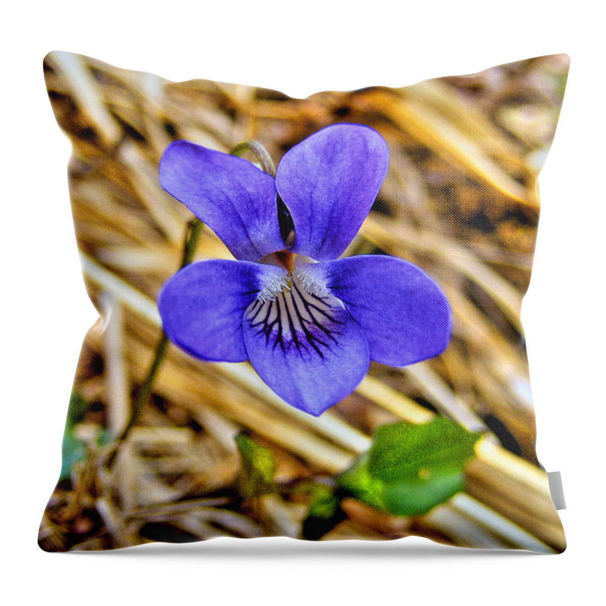 Violet Throw Pillow featuring the photograph Violet by Nina Ficur Feenan