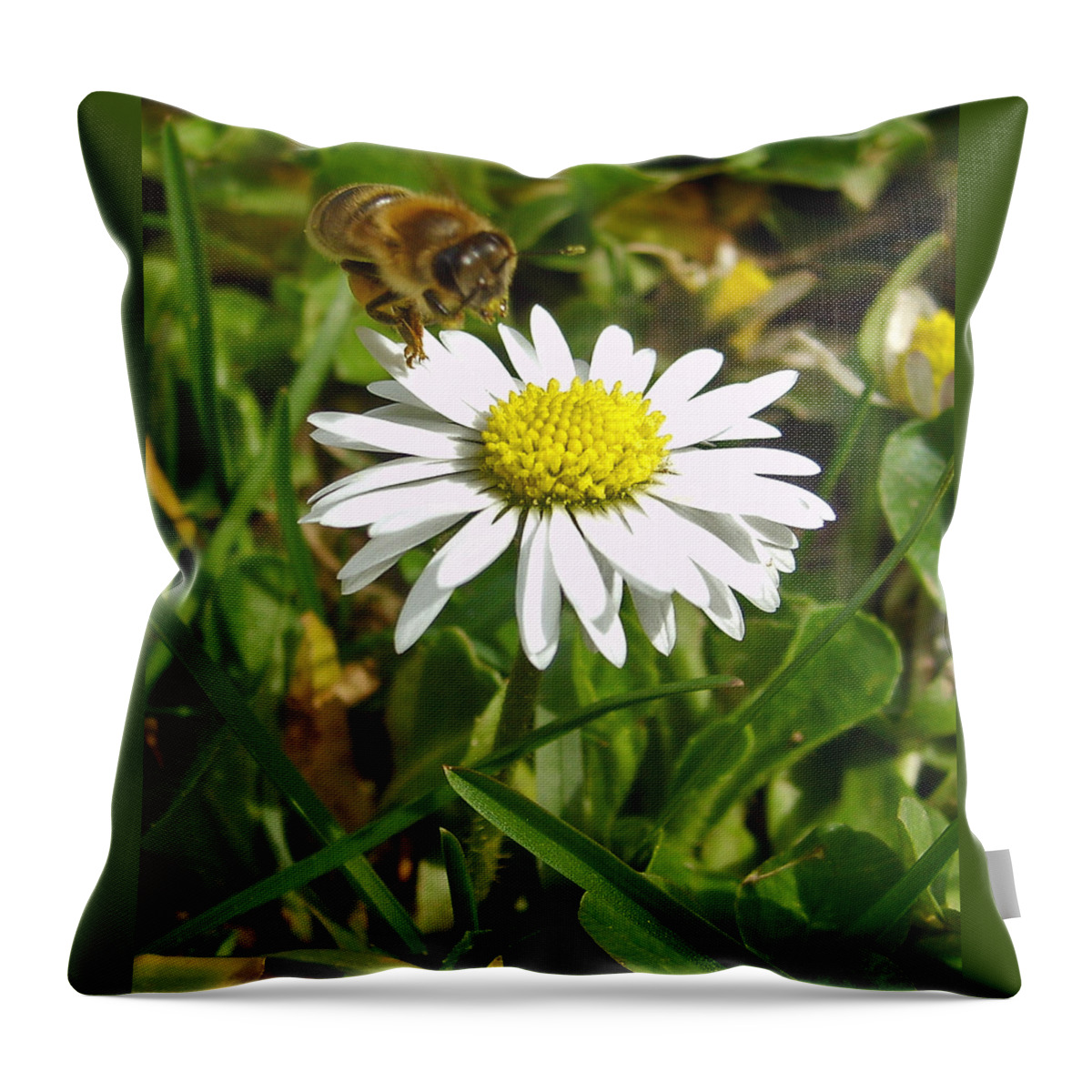 Visiting Miss Daisy Throw Pillow featuring the photograph Visiting Miss Daisy by Nina Ficur Feenan