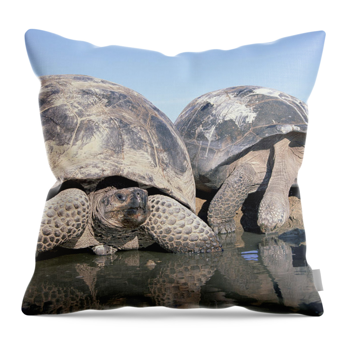 Feb0514 Throw Pillow featuring the photograph Volcan Alcedo Giant Tortoises Pair by Tui De Roy