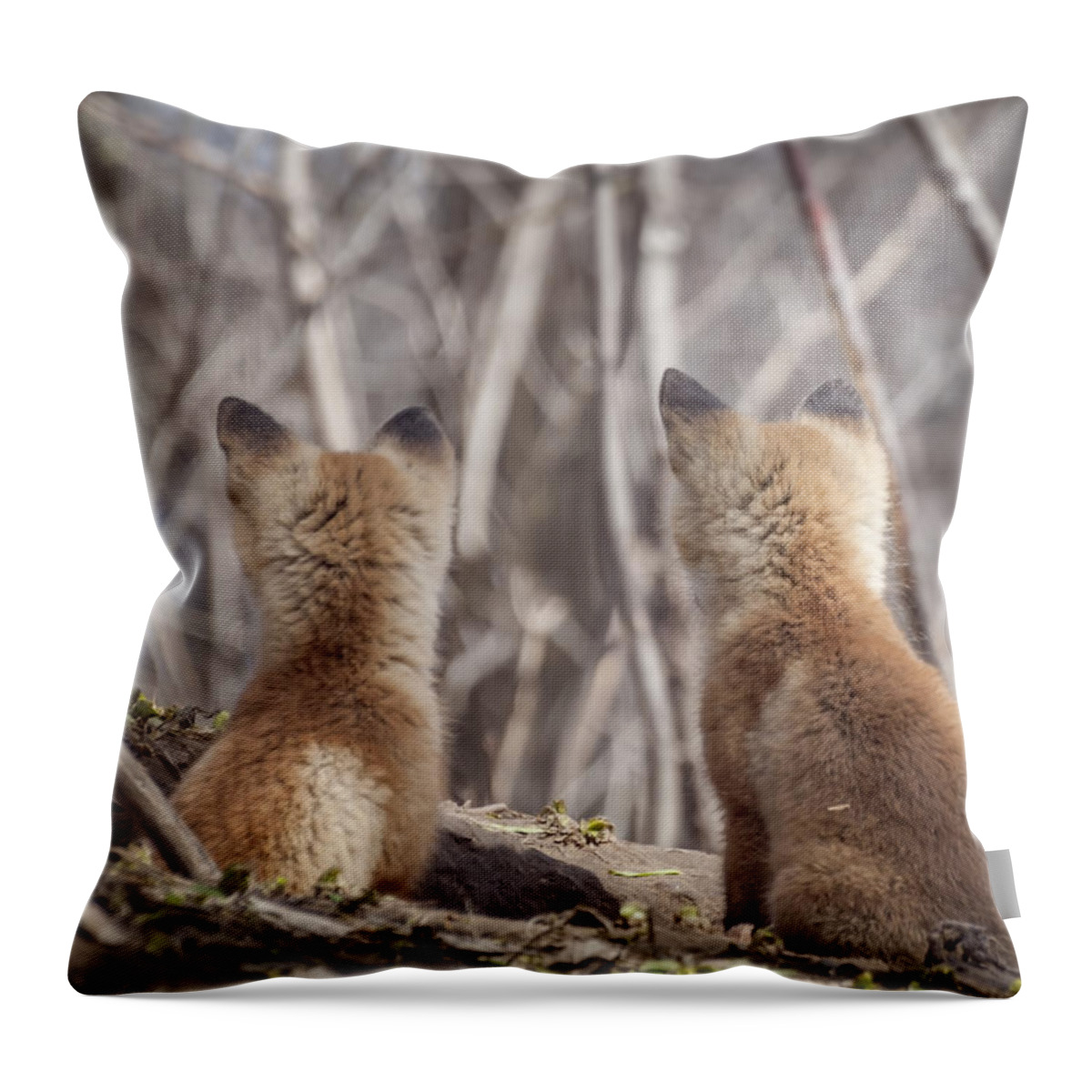 Red Foxes Throw Pillow featuring the photograph Waiting For Mom 2011 by Thomas Young
