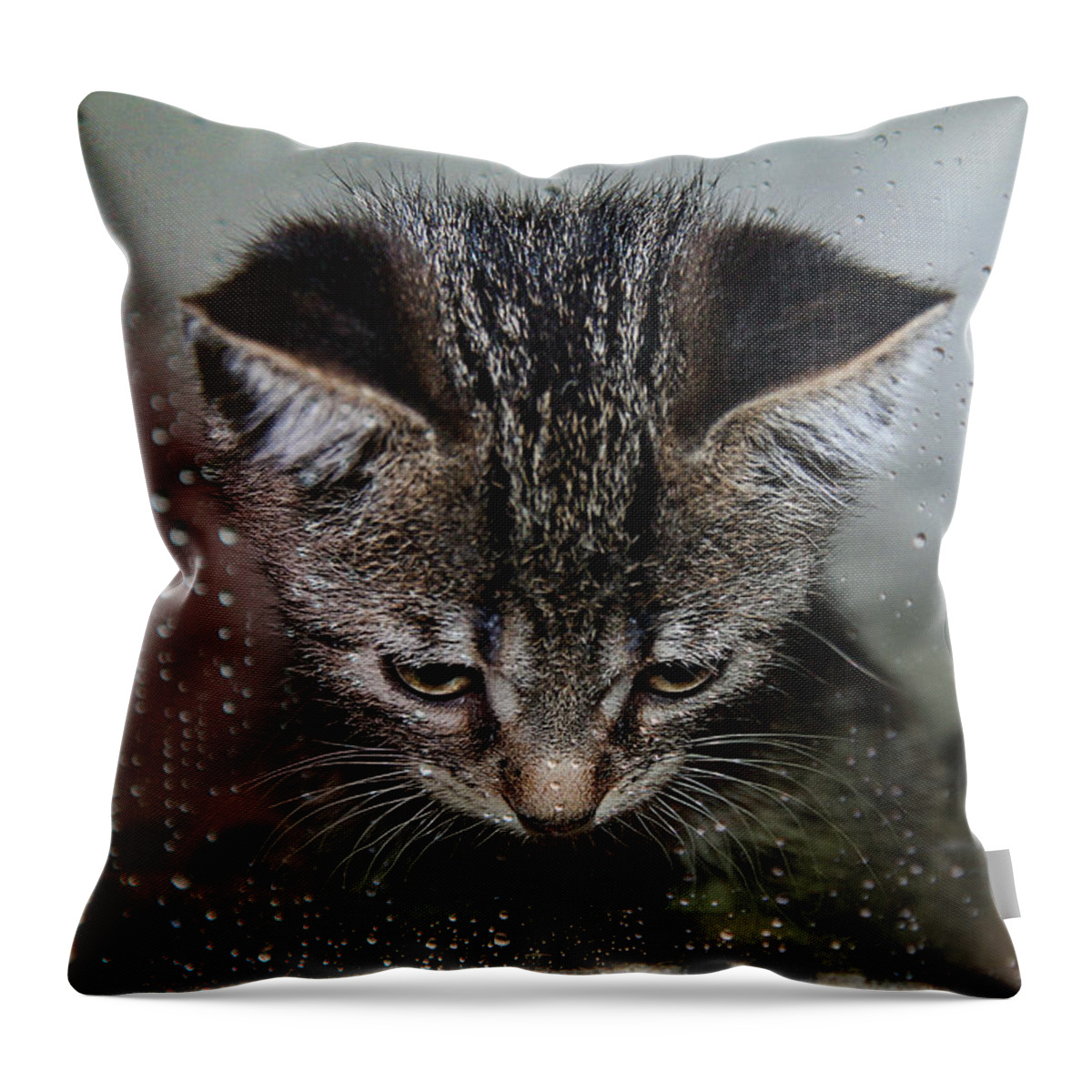 Animal Throw Pillow featuring the photograph Waiting For Sunshine by Teresa Zieba