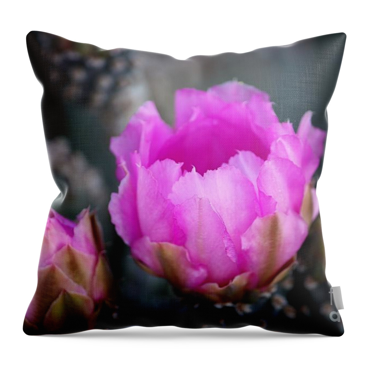 Cactus Throw Pillow featuring the photograph Waking by Marcia Breznay