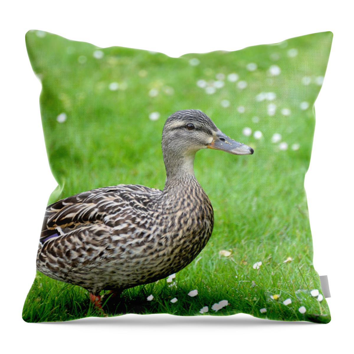 Mallard Throw Pillow featuring the photograph Walk with me by Kathy King