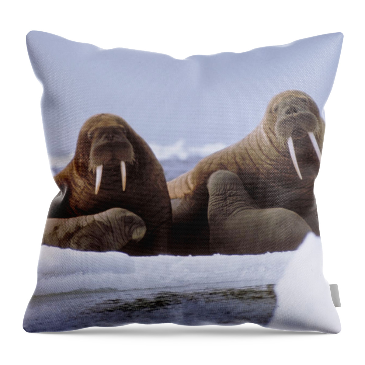 Alaska Throw Pillow featuring the photograph Walrus & Calves, Alaska by Carleton Ray