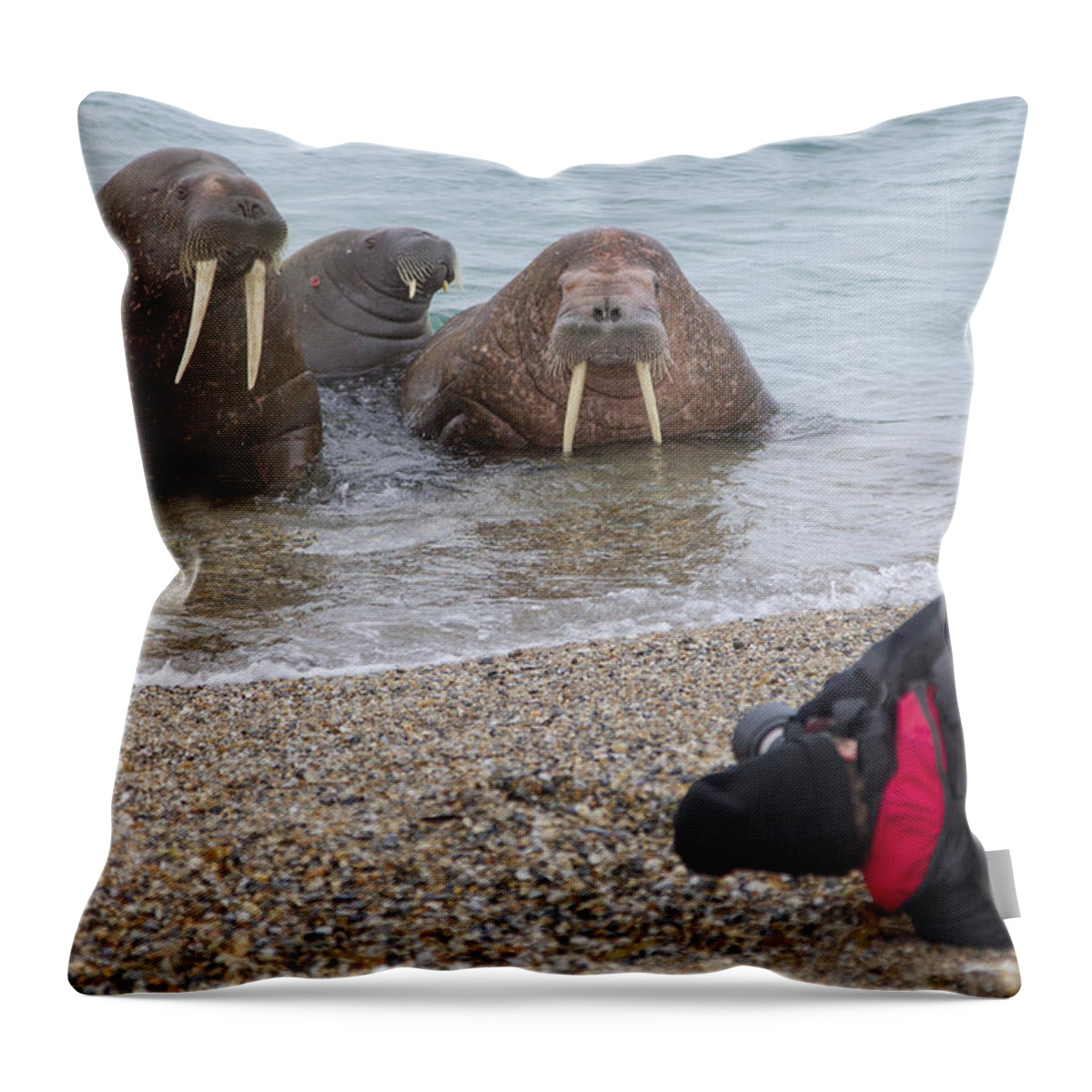 Nis Throw Pillow featuring the photograph Walruses Photographed By Tourists by Peter Cairns