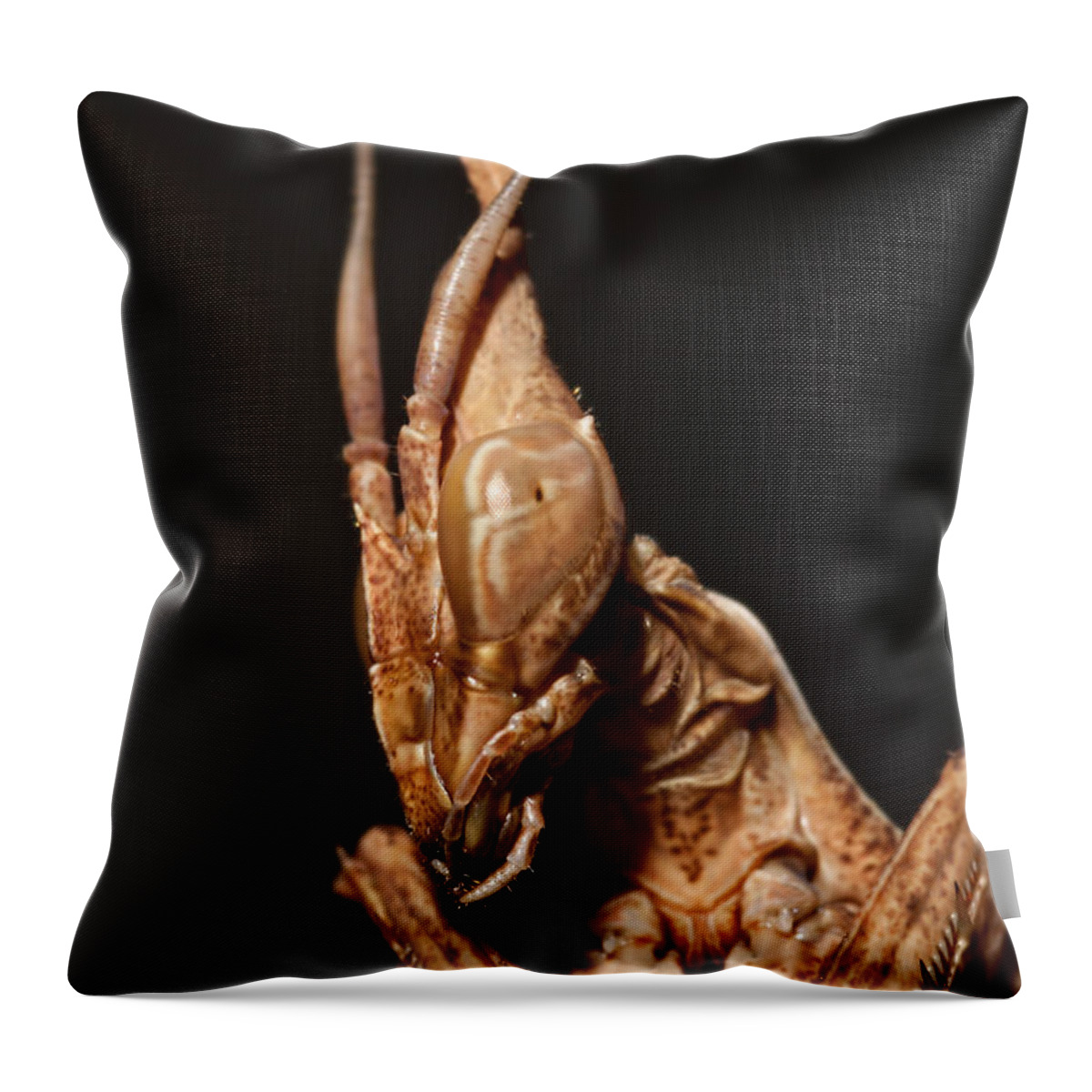 African Mantis Throw Pillow featuring the photograph Wandering Violin Mantis by Joerg Lingnau