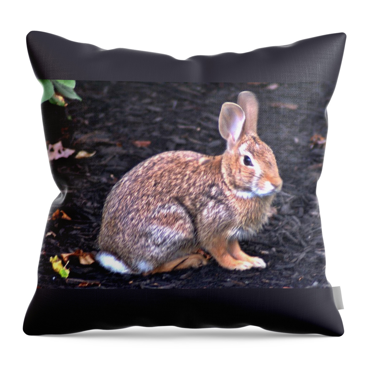 Bunny Throw Pillow featuring the photograph Wascal by Joe Faherty
