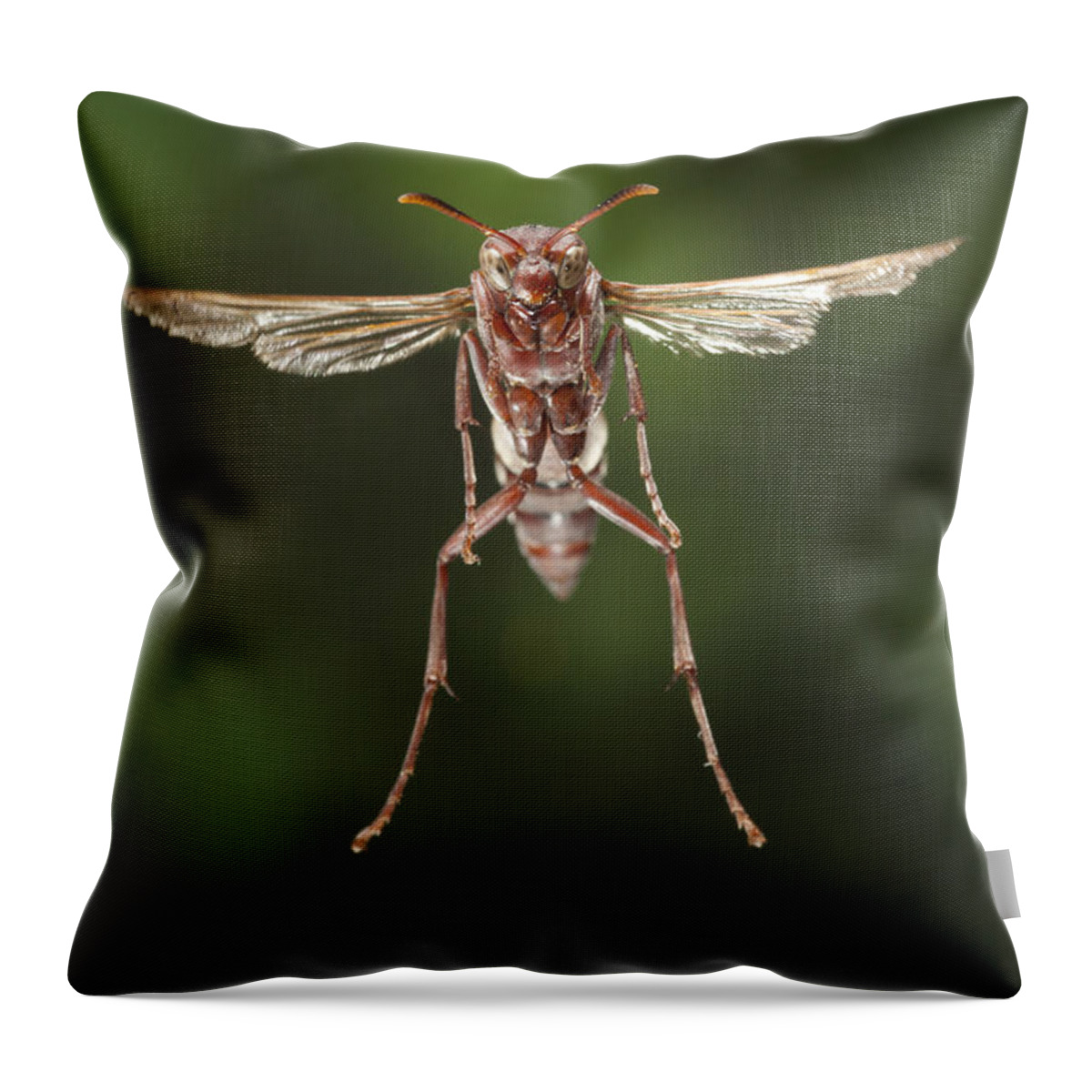 Feb0514 Throw Pillow featuring the photograph Wasp Flying Matobo Np Zimbabwe by Michael Durham