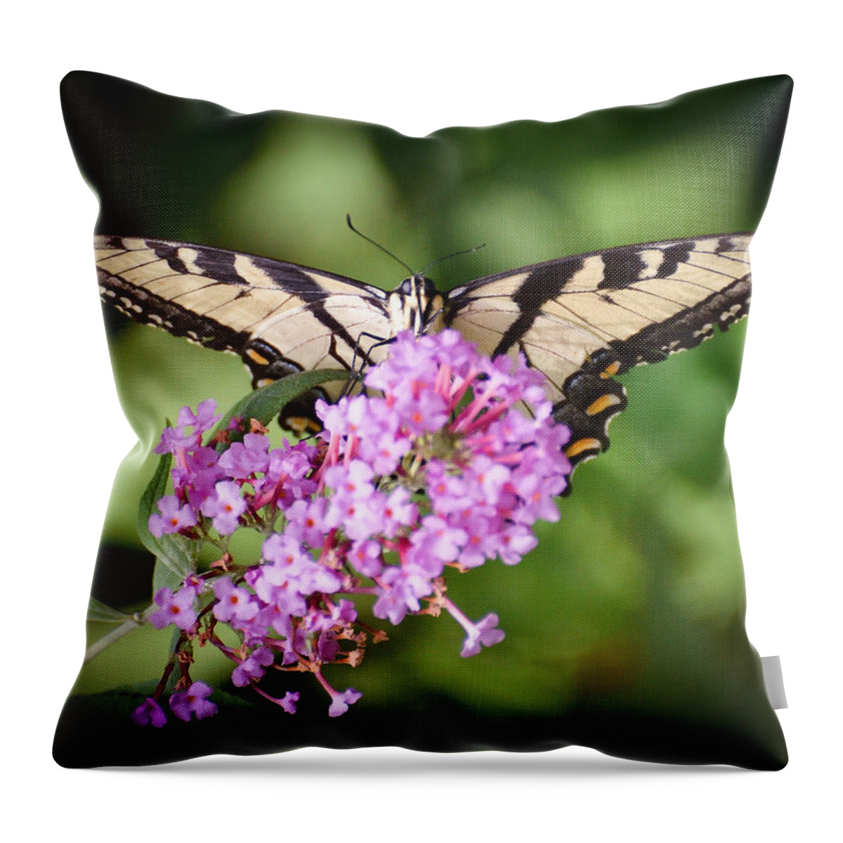 Tiger Swallowtail Butterfly Throw Pillow featuring the photograph Watching by Kerri Farley