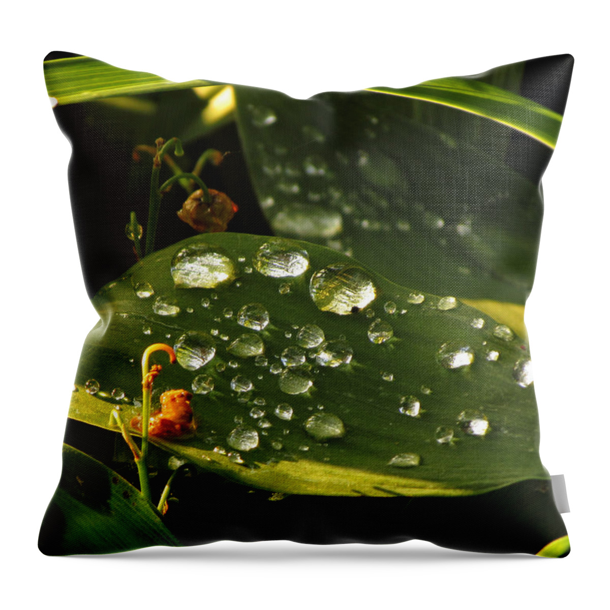 Water Throw Pillow featuring the photograph Water Droplets by David T Wilkinson