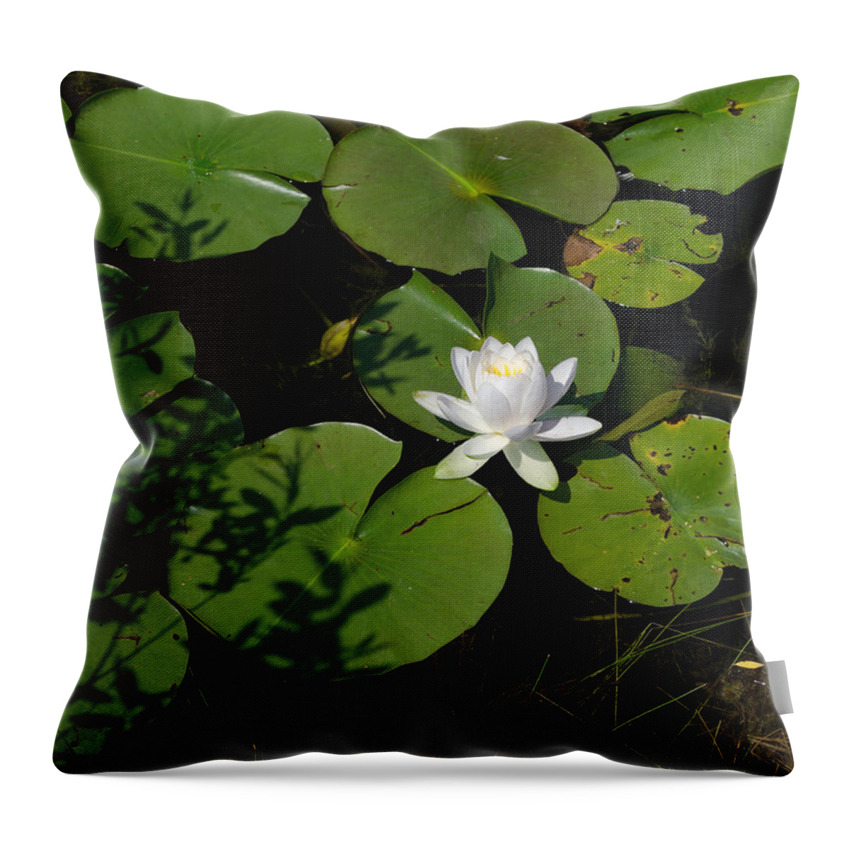 Water Lily Throw Pillow featuring the photograph Water Lily by Jim Shackett