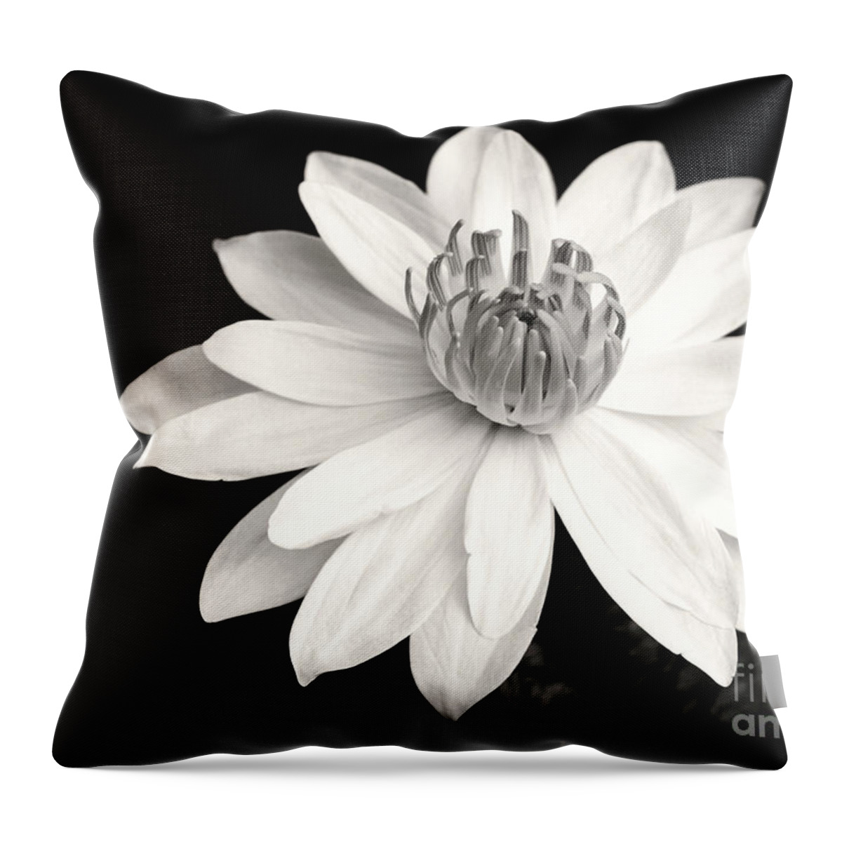 Landscape Throw Pillow featuring the photograph Water Lily Ballerina by Sabrina L Ryan