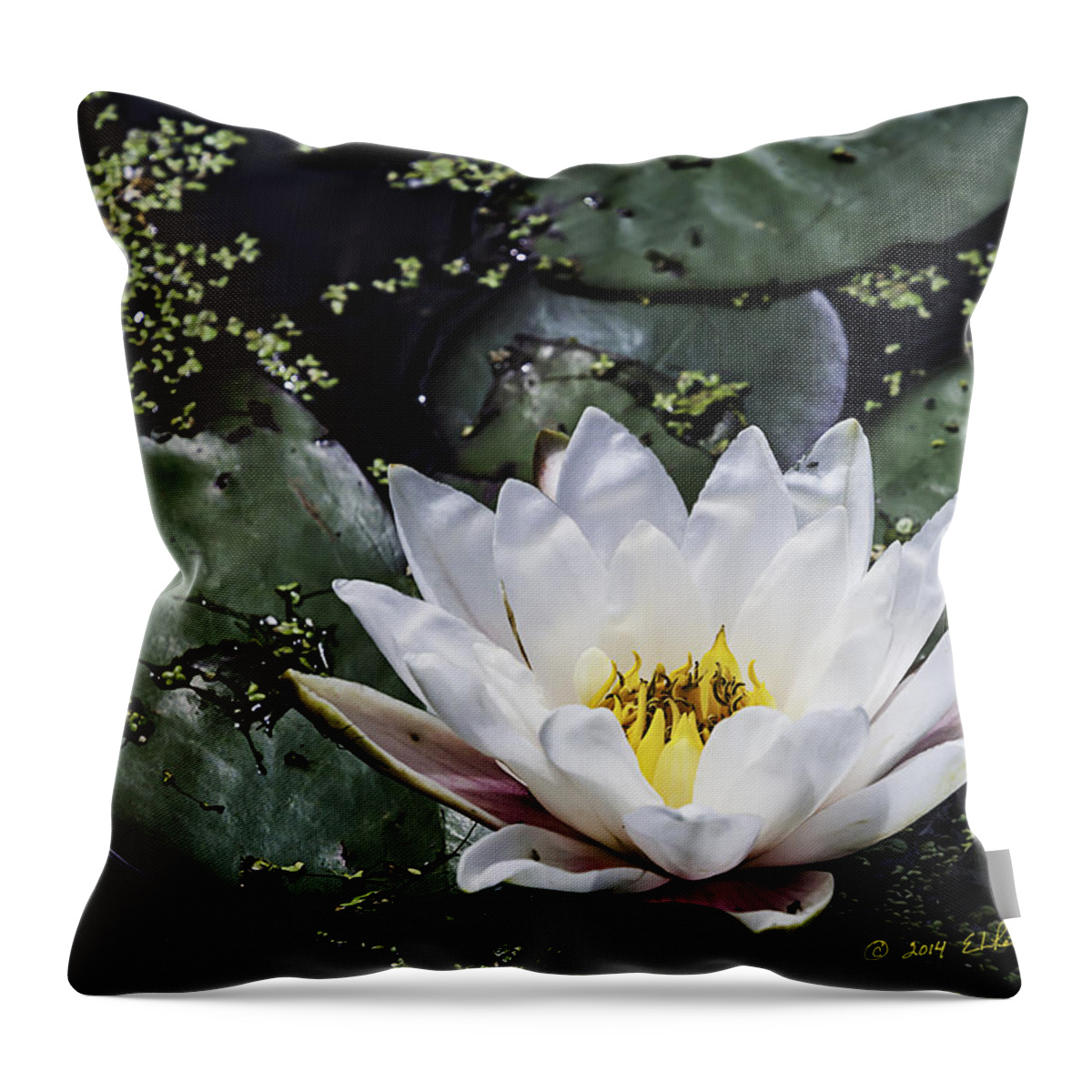 Heron Heaven Throw Pillow featuring the photograph Water Lily by Ed Peterson