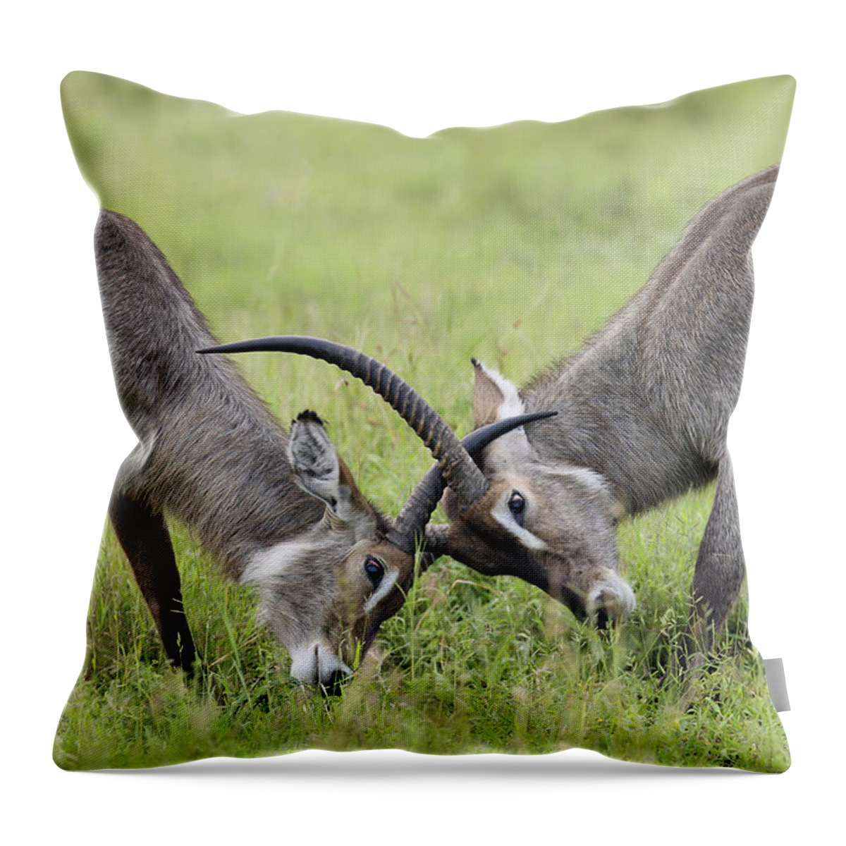Perry De Graaf Throw Pillow featuring the photograph Waterbuck And Sub-adult Bull Fighting by Perry de Graaf