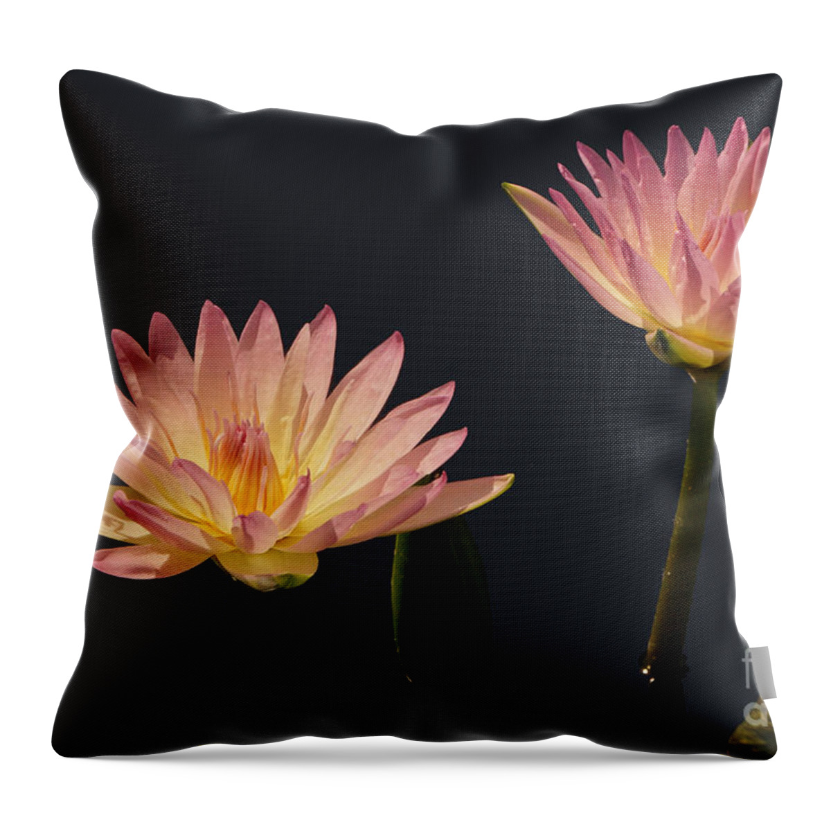 Pink Tropical Waterlilies With Damselflies Throw Pillow featuring the photograph Waterlilies And Damselflies by Byron Varvarigos