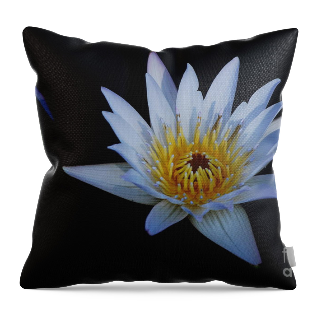 Nymphaea Throw Pillow featuring the photograph Waterlily Dawn Number One by Heather Kirk
